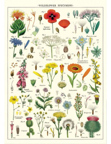 Póster Cavallini Wildflowers